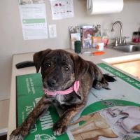 Orange County Animal Clinic ico