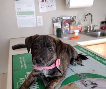 Orange County Animal Clinic