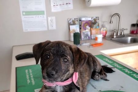 Orange County Animal Clinic