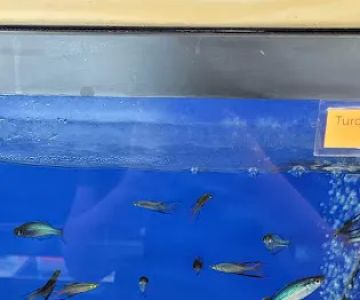 Fantastic Fish & Aquariums