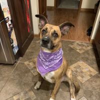 Kirk Veterinary Service ico