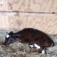 Spring Mill Veterinary Service ico