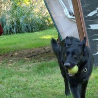 DownHome Veterinary Clinic, LLC ico