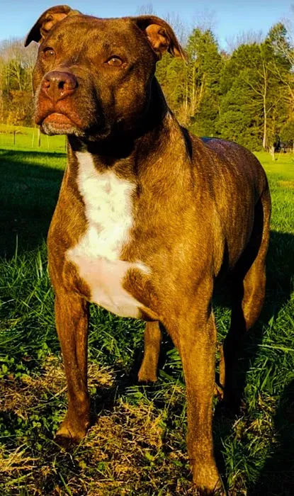 DownHome Veterinary Clinic, LLC 12