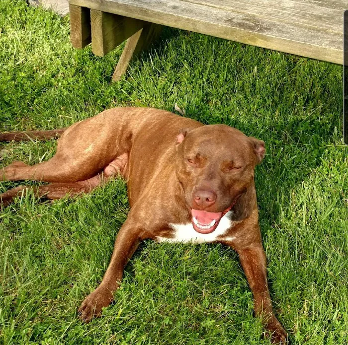 DownHome Veterinary Clinic, LLC 12
