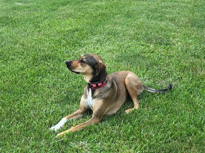 DownHome Veterinary Clinic, LLC 12