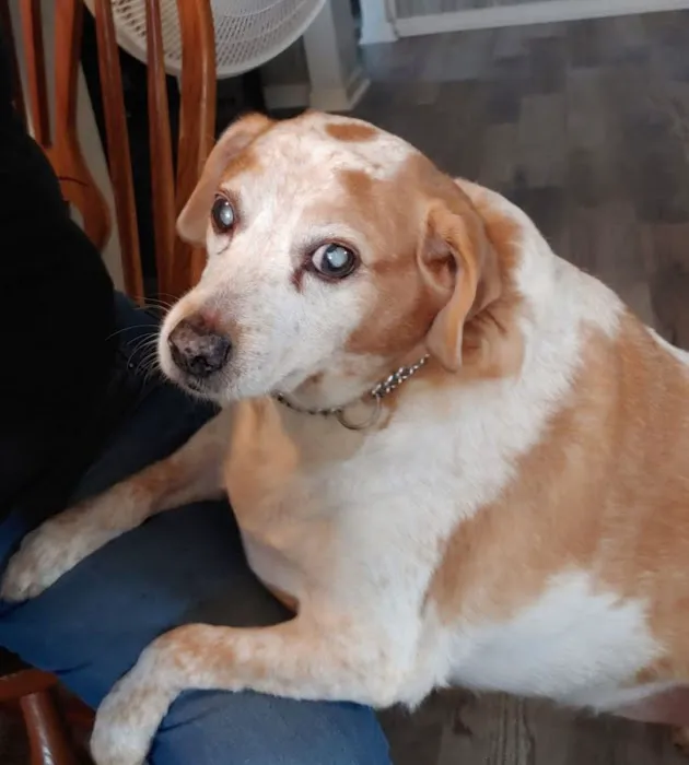 DownHome Veterinary Clinic, LLC 12