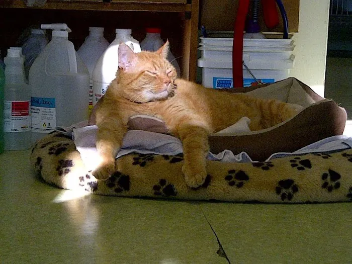 North Madison Veterinary Clinic 12