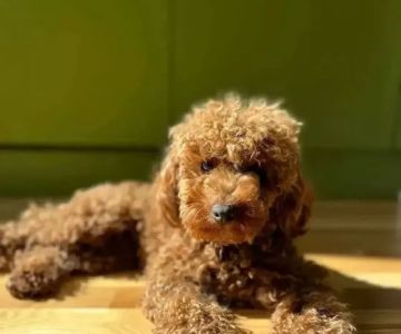 Maltipoo Puppies For Sale Near Me