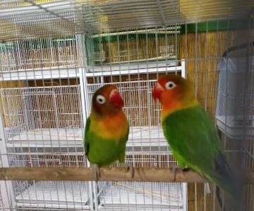 Eg Exotic Pets & More LLC