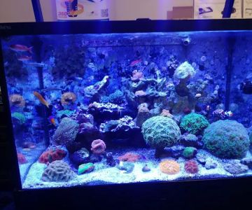 Coral Logic Aquarium LLC