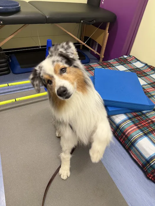 Care-Pets Animal Hospital & Wellness Center 1