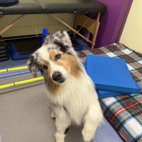 Care-Pets Animal Hospital & Wellness Center ico