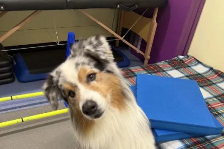 Care-Pets Animal Hospital & Wellness Center