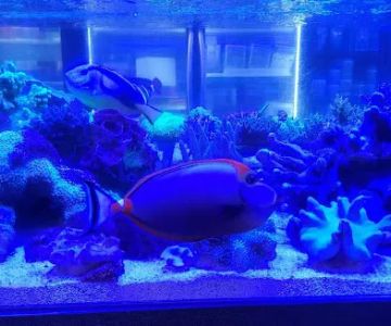 Bio-Reef LLC