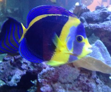 Aquarium Professionals, Inc