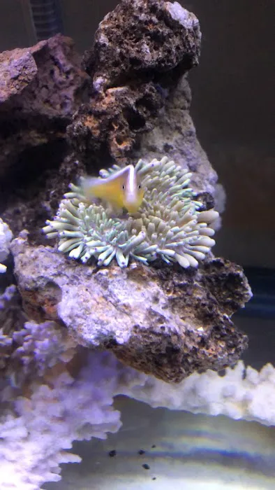 Alloys and Aquariums 1