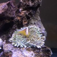 Alloys and Aquariums ico