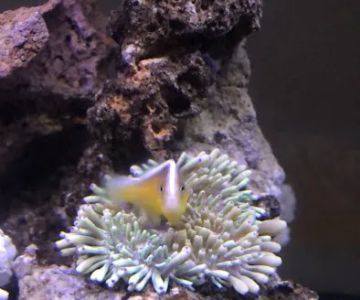 Alloys and Aquariums