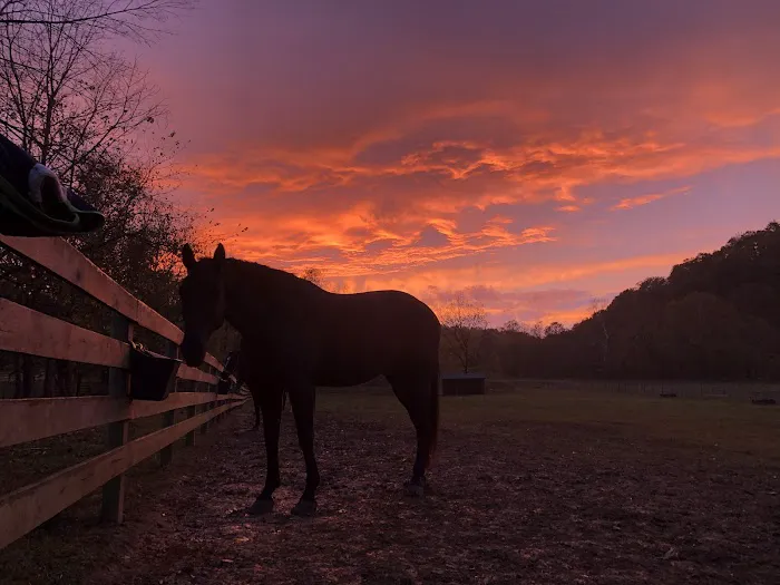 Gas Light Equine Veterinary 12