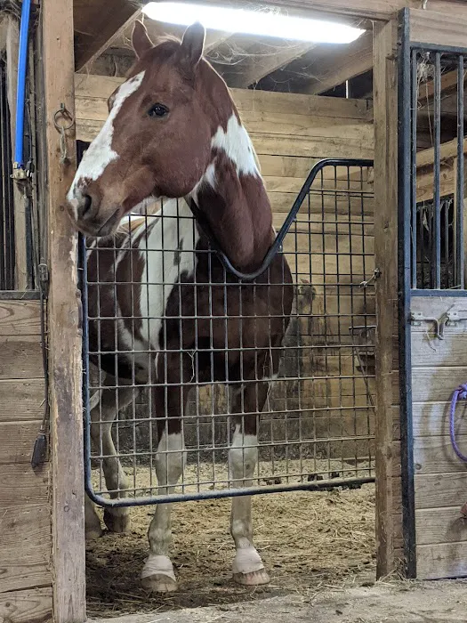 Gas Light Equine Veterinary 12