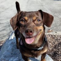 PetVet365 Pet Hospital Jeffersonville IN/North Louisville ico