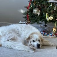 Allison Lane Animal Hospital ico