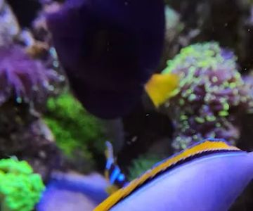 Tank Life Inc.
