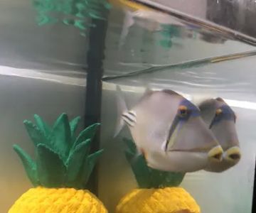 Blue Seas Aquariums