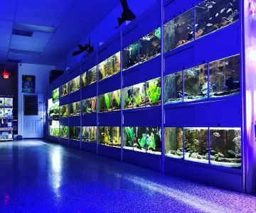 Aquarium Show