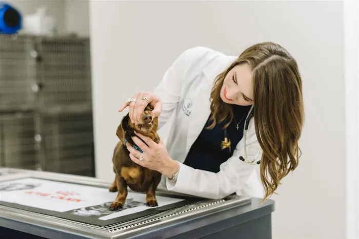 Dogwood Veterinary Clinic 12