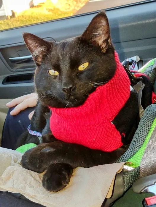 Especially Pets 12