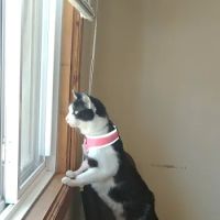 Especially Pets ico