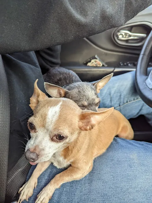 Especially Pets 12