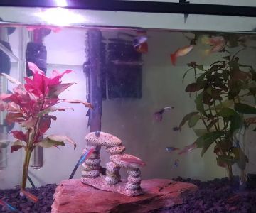 Aquarium Creations