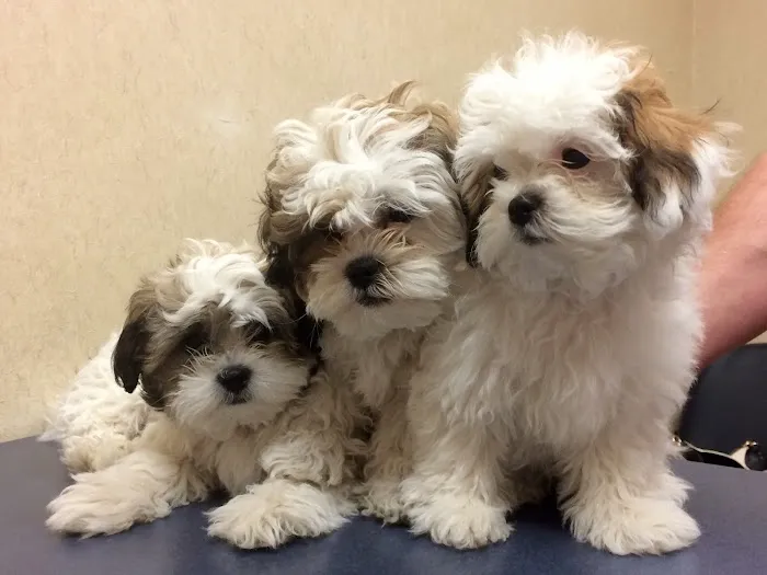 Monroe Family Pet Hospital 12