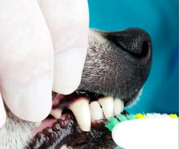 Paws and Bubble Pet Shop * Bathing * Haircuts * Nail Trimming * Ear Cleaning Fur Conditioning Treatments * Aromatherapy Baths