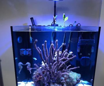 Aquarium Solutions - Maintenance & Services