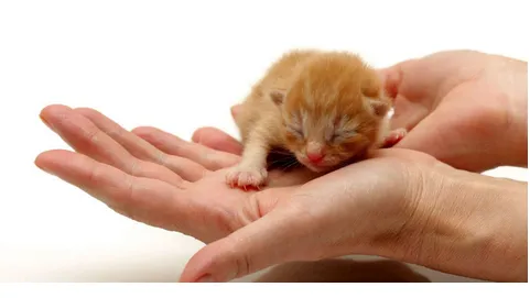 TLC Pet Care Centers 4