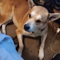 TLC Pet Care Centers ico