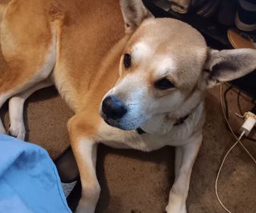 TLC Pet Care Centers
