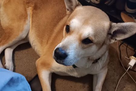 TLC Pet Care Centers