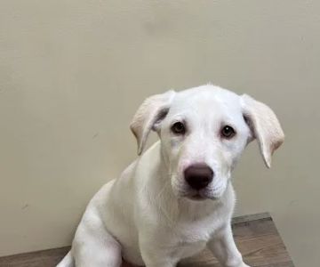 Petco
