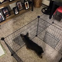 Mt Pleasant Animal Hospital ico