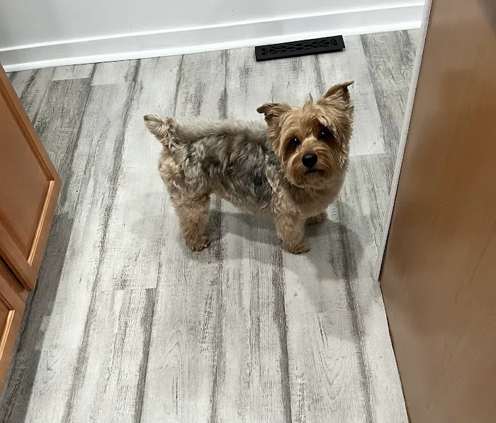 Mt Pleasant Animal Hospital 12