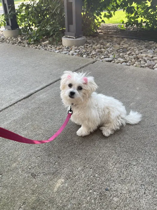 Mt Pleasant Animal Hospital 12