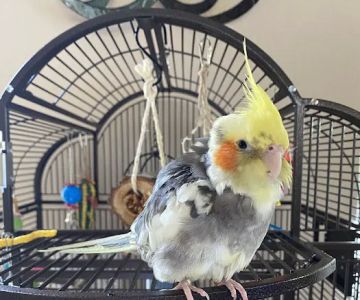 Bonka Bird Toys