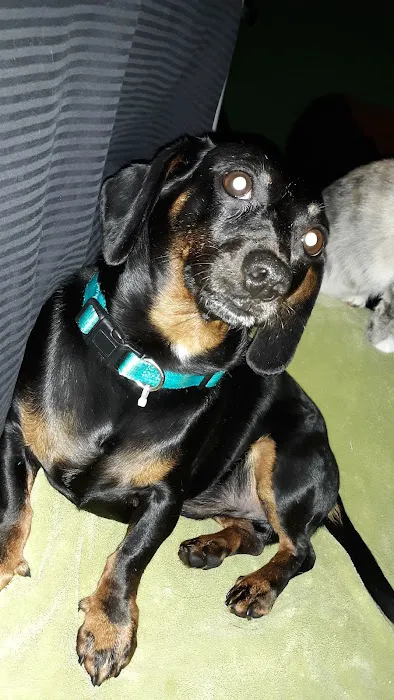 Turtle Creek Animal Hospital 12