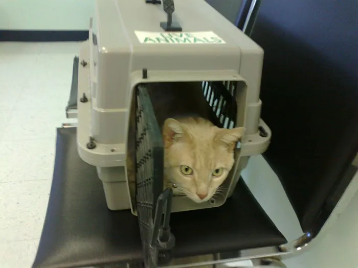 Turtle Creek Animal Hospital 12