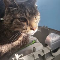 Turtle Creek Animal Hospital ico